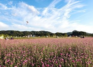 [그곳에 가면]“꽃물결 넘실대는 양주로 가자”