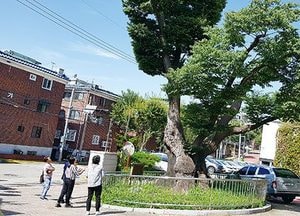 재해 우려 높은 ‘보호수’ 귀하게 보살핀다