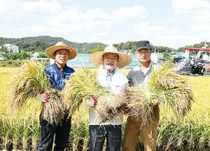 기록적인 폭염 이겨낸 ‘황금벼’ 수확