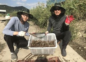 강화군 ‘펄펄 뛰는 왕새우 드시러 오시겨’