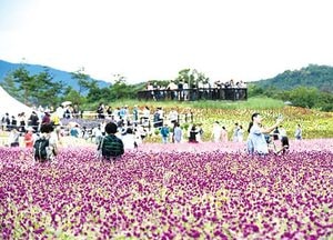 너도 나도, 다함께 천일홍 보러 가자~  ‘양주 천만송이 천일홍 축제’ 북새통