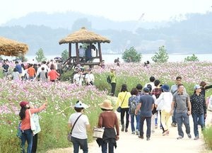 [그곳에 가면]하늘 하늘 거리는 코스모스 '한 장의 사진속으로'