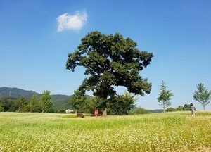 곤지암도자공원 참나무언덕 메밀꽃밭 개장