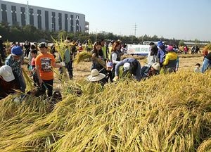 “친환경 벼 수확 체험하세요”
