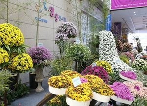 [오늘 여기 어때]아름드리 장미·국화 보러 오세요