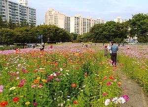 도심에 활짝 핀 코스모스