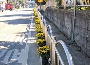 강화군 삼산면 새마을부녀회 석모도 도로변 화분 100개 배치