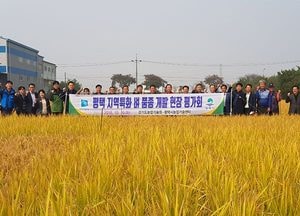 평택지역특화 벼 품종개발 현장 평가회