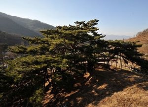 가족사랑 되새기는 ‘직두리 부부송’ 눈길