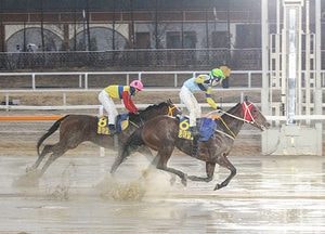 한국마사회, '실버울프 동아일보배’ 우승...한국 경마 여왕 위엄 뽐냈다