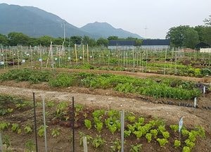 하남시, 시민 체험농장 분양‧‧‧28일까지 접수, 구획당 3만 원
