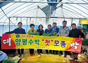 양평군 청운면 ‘물맑은 양평 수박’ 첫 모종 식재