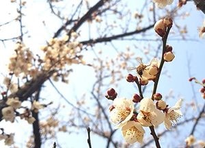 [포토]매화꽃에 앉은 꿀벌들의 꿀사냥