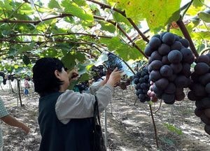 ‘안성시티투어’ 23일부터 매주 토요일 운영