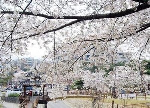 경기도 곳곳 꽃의 향연‧‧‧ 올 봄 꽃구경은 어디로 갈까?
