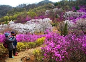 원미산 진달래축제·도당산 벚꽃축제·춘덕산 복숭아꽃축제 개최