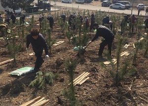옹진군, 식목일 나무심기 행사 마무리‧‧‧백령면 현충탑 약 0.3ha에 해송 700주 식재