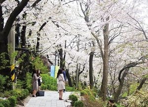 5~7일 ‘경기도청 봄꽃축제’ 개최…평화의 플라워가든 조성, 포토존·오색 조명 설치