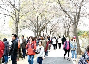 첫 의정부 호원 벚꽃 축제 성황리 마쳐