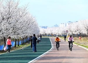 "벚꽃 구경 오세요!" 시내 곳곳에 벚꽃 '활짝'