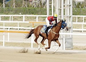 ‘청담도끼’, 헤럴드경제배 경마서 압도적 우승 차지