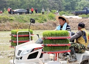 엄태준 이천시장, 호법면 송갈2리 주민들과 모내기 행사 펼쳐