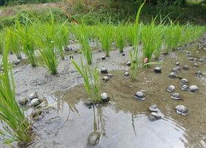 광주시농업기술센터, 벼 친환경 농법 왕우렁이 8220㎏ 보급