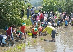 성남시, 25일 ‘친환경 쌀 재배 현장 체험 행사’ 개최
