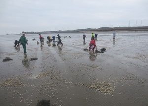 옹진군, 전염병없는 건강한 동죽 39톤 살포