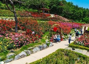 계양산 장미원, 장미 개화