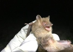 포천 광릉숲, 멸종위기 작은관코박쥐 서식 확인