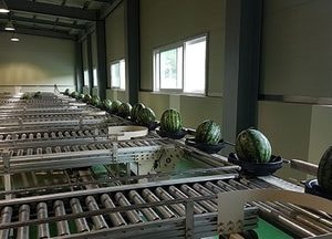물맑은 양평수박 16일 첫 수확… 소비자 공급