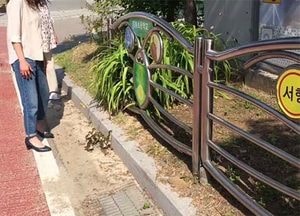 양평군 강하초 야생오리 구출 화제...생명존중 교육 실천