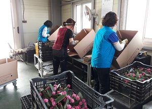 고양시 지역공동체 일자리사업 화훼산업 수출 효자 역할 ‘톡톡’