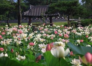 양평 세미원 ‘道 제1호 지방정원’ 지정…수생식물  관광·산업화 노력