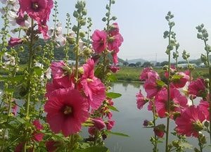 광주시, ‘경안천누리길’ 접시꽃 1만본 만발