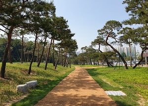 수원시, 정조대왕 효심 깃든 ‘노송길’ 복원, 시민에 개방
