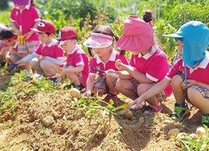 하남시, 국·공립 어린이집 ‘감자 캐기’ 체험 행사 가져