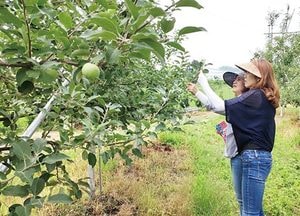 포천시, 과수 화상병 방제·예찰 총력