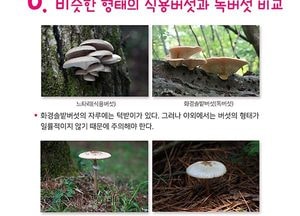 국립수목원, ‘신비로운 독버섯의 세계’로 초대…27일부터 9월 11일까지