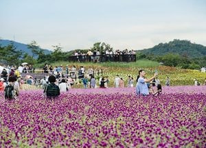 형형색색 ‘꽃의 향연’…양주 천일홍 축제 시작