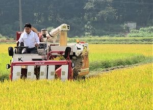 임금님표 이천쌀의 새품종 '해들' 벼베기