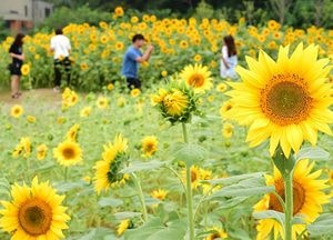 볼거리·즐길거리 풍성… “추석엔 수원으로 오세요”