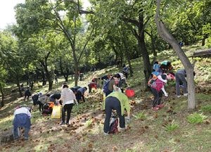 오는 21일, 과천시민 밤줍기 행사 준비