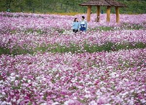 인천대공원, 소래습지 염전길 ‘가을이 성큼’