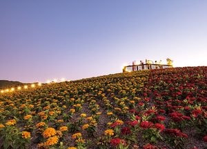 ‘양주 천만송이 천일홍 축제’ 아름다운 분홍 물결 유혹