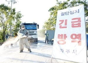파주시, 돼지열병 농가 주변 2만9720두 안락사