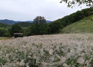 포천시, 산정호수 명성산 억새군락지 정비사업 추진