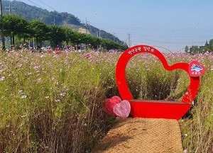 안성 금광교 주변 코스모스 단지 조성