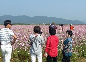 옹진군, 진촌 솔개지구 관광객  '북적'… 서해 최북단 백령도 형형색색 코스모스 만개